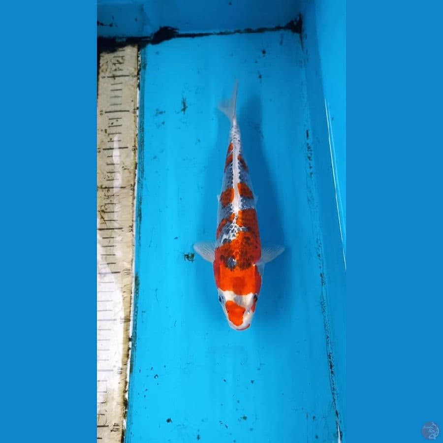 Goshiki 28cm male