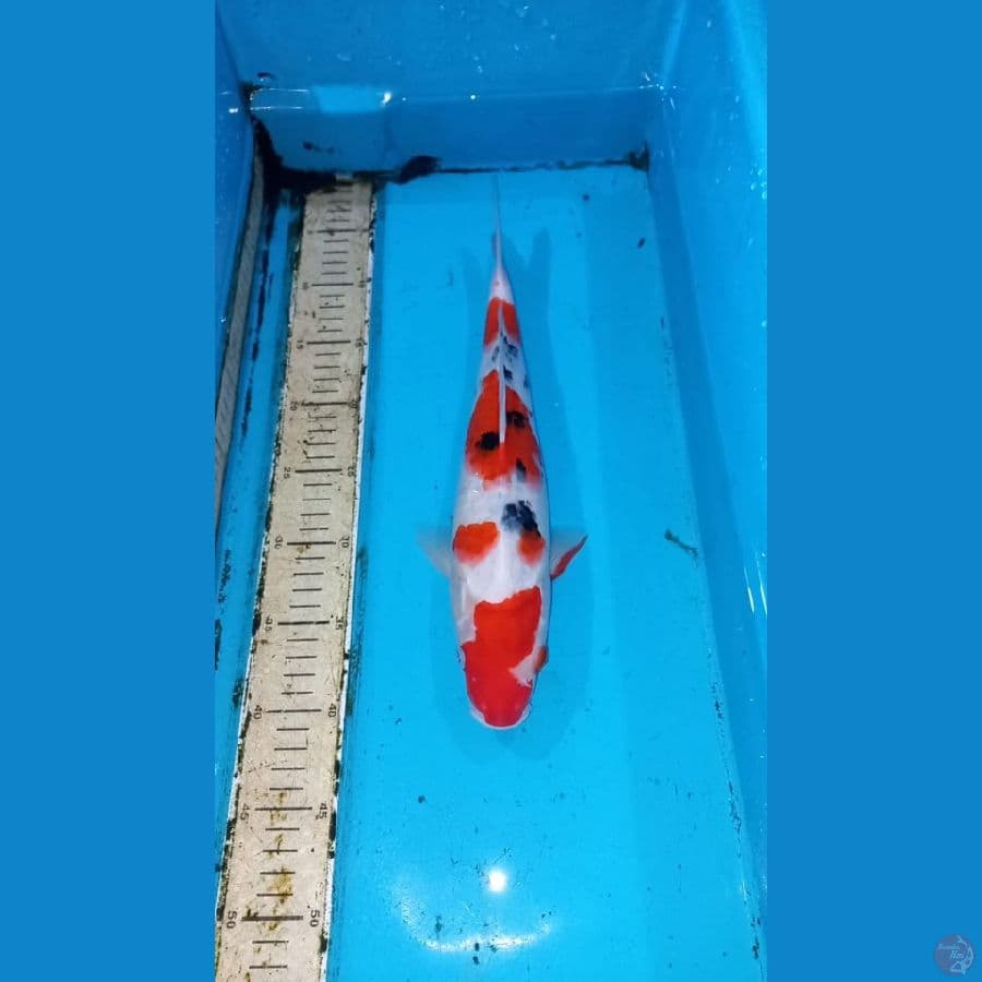 Sanke 35cm