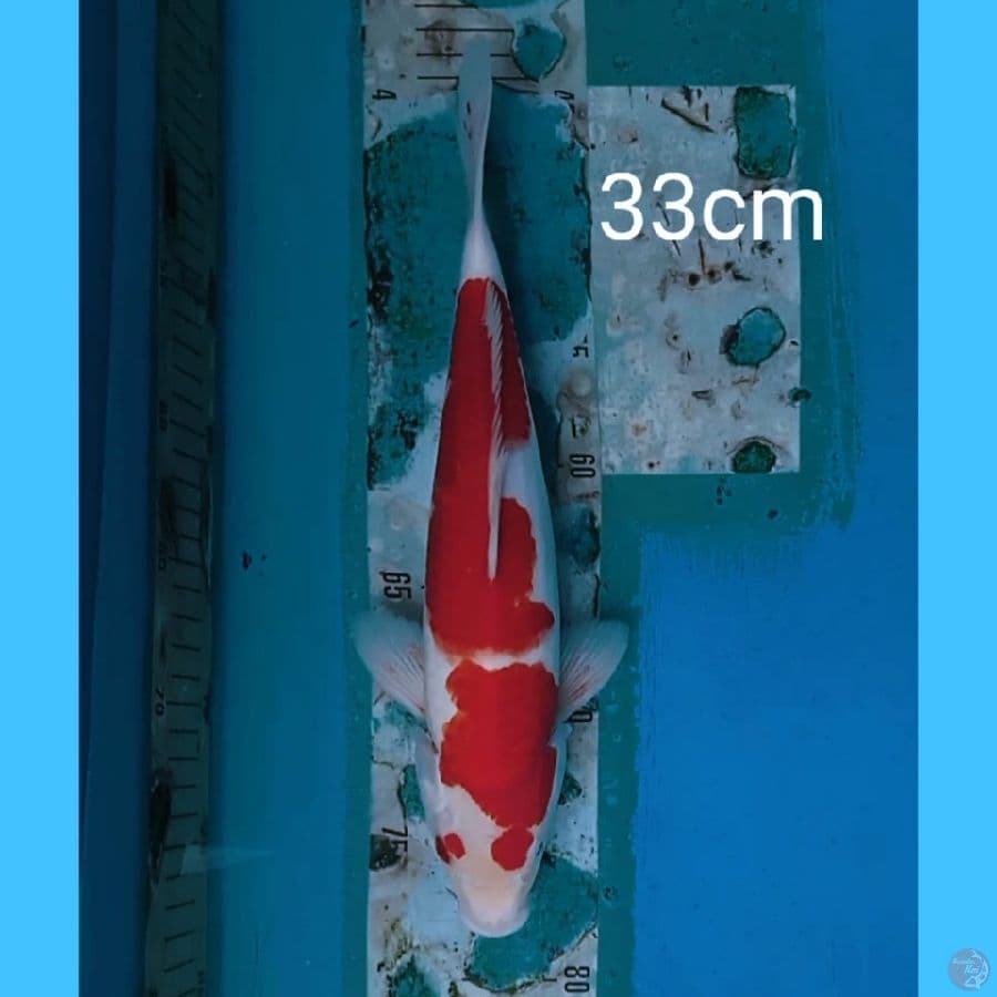 kohaku 33cm