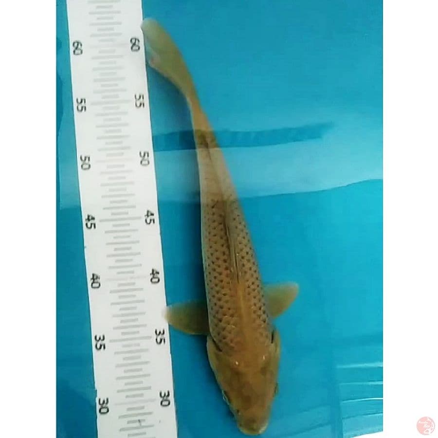midori corn m/32cm