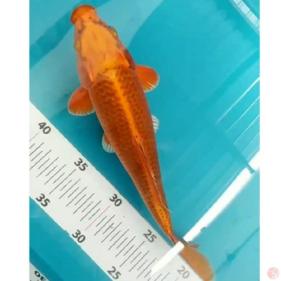 matsuba jaring rapi f/26cm