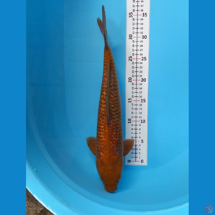 40cm jantan