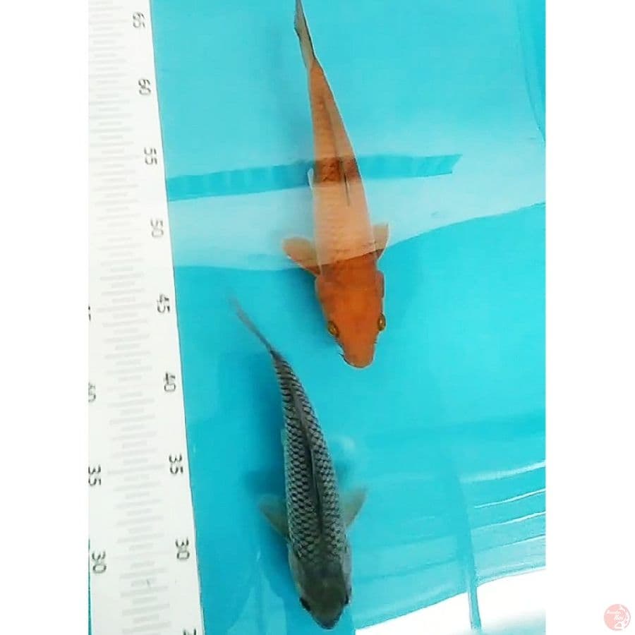 chagoi,soragoi 20,24cm