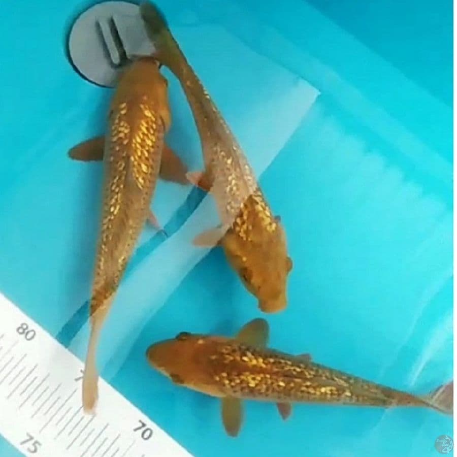 chagoi ginrin 24,25,26cm