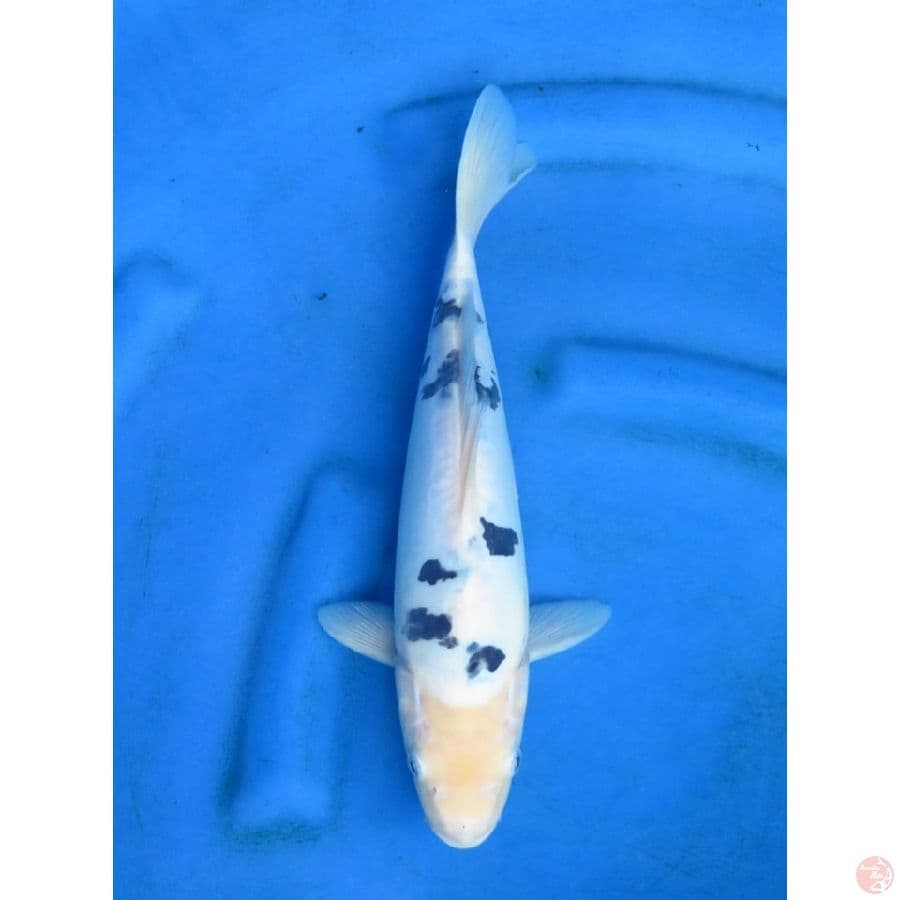 33cm , Dalmation Bekko Doitsu