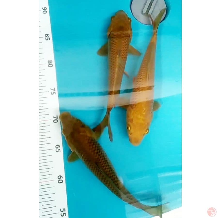 chagoi 25_26cm/3ekr