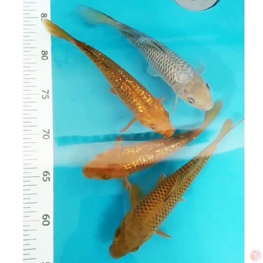 pejinak kolam ginrin/non 25bu/4ekr