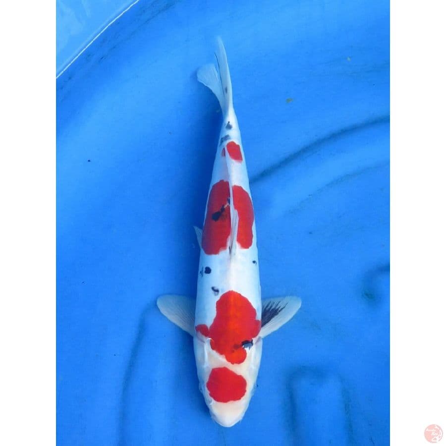 Yondan Red Doitsu