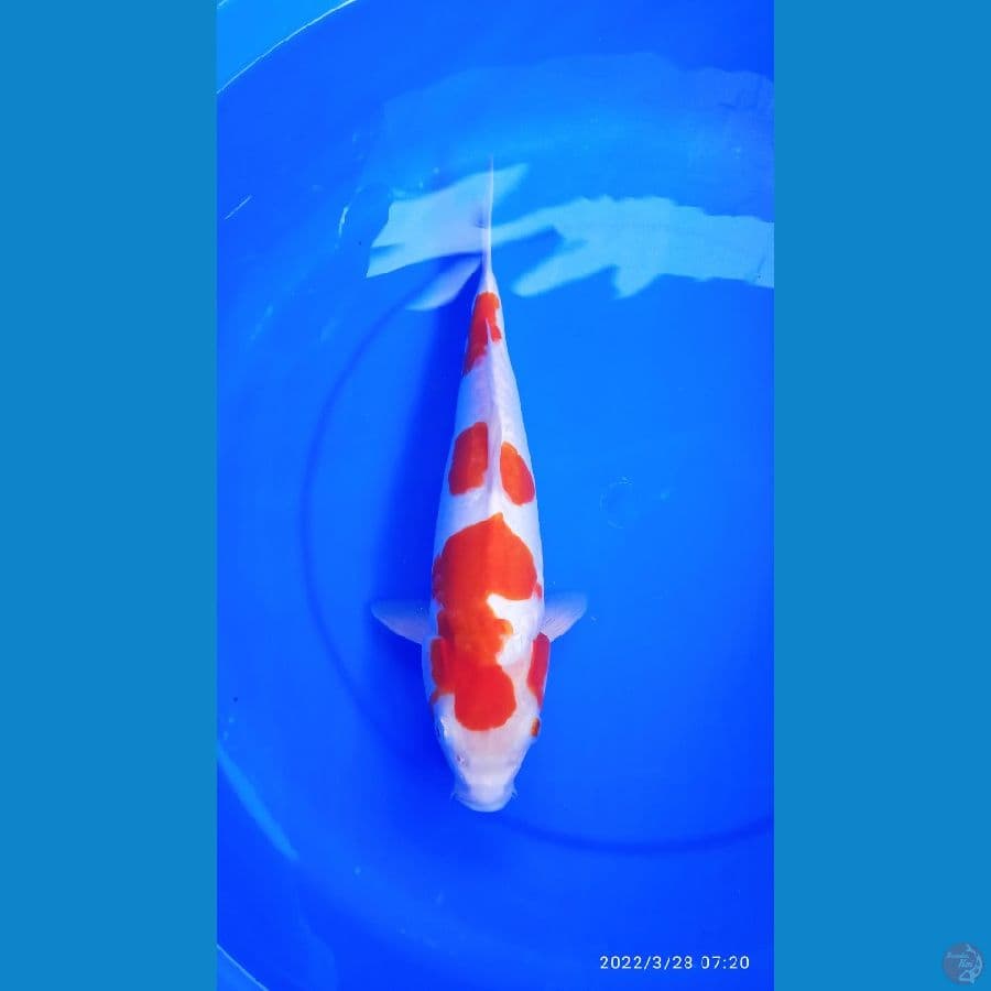 KOHAKU DOIT 33cm