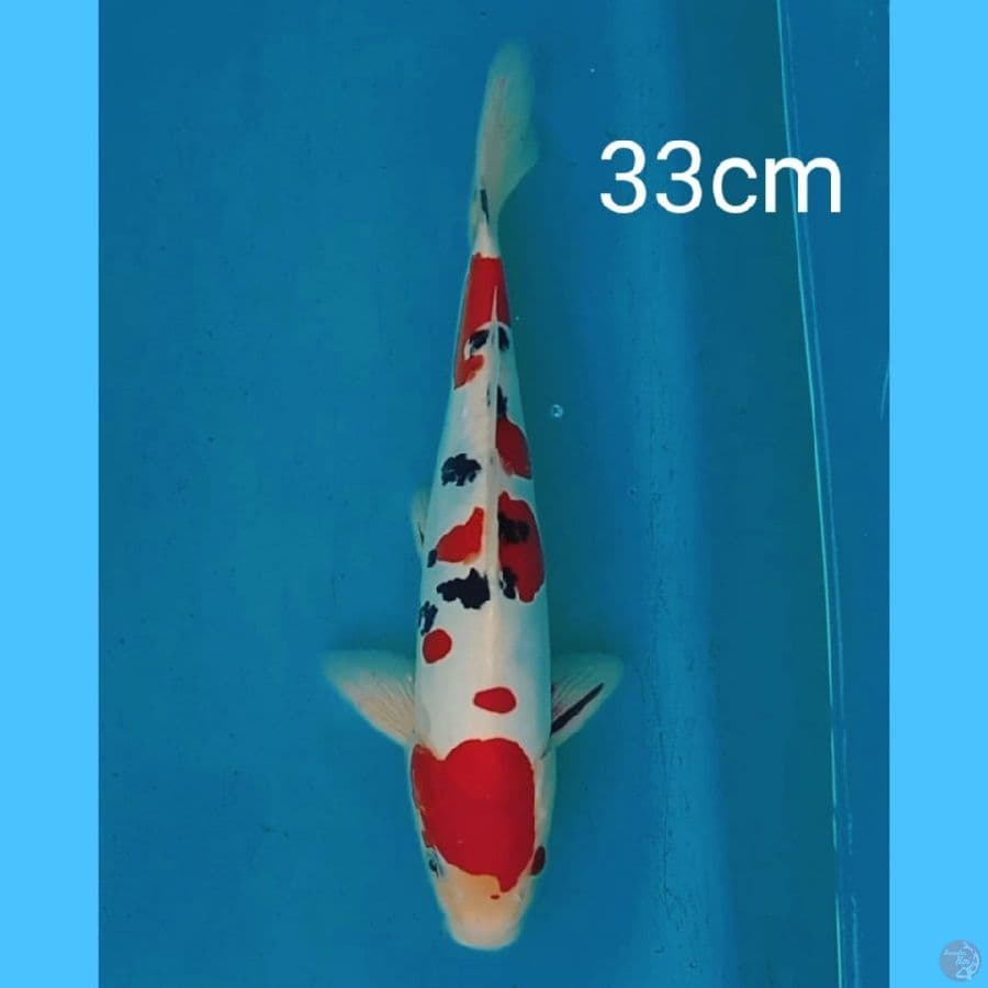 sanke doitsu 33cm