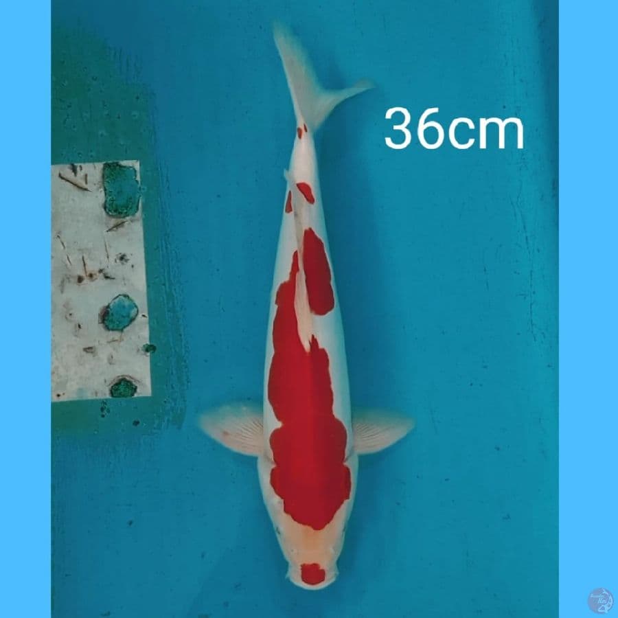 kohaku doitsu 36cm