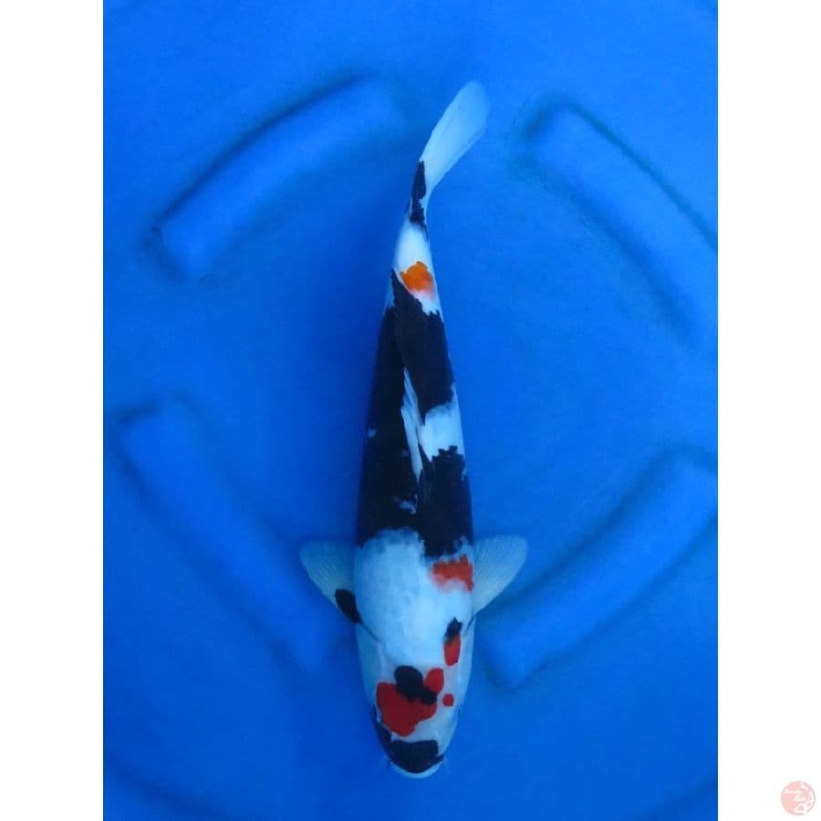 Kindai Showa - 36cm