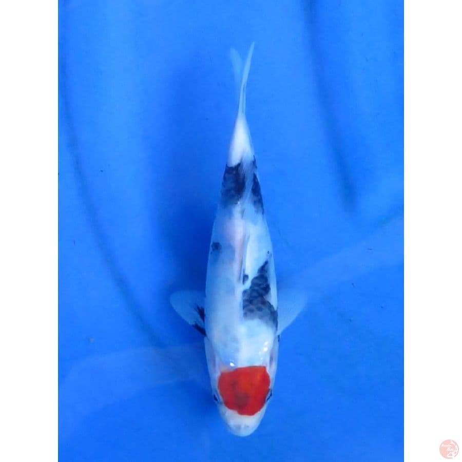Ori Tancho Showa - 20cm