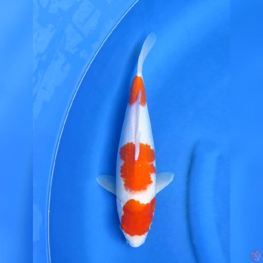 35cm - Kohaku Sandan