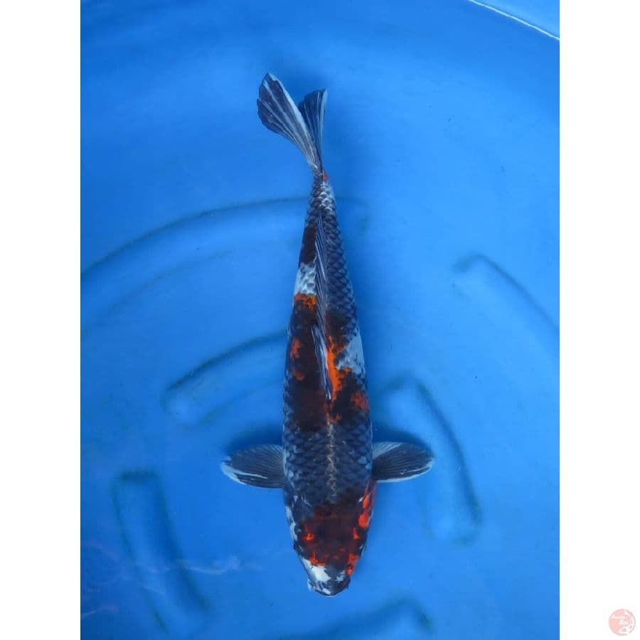 F1 Jumbo Kage Showa - 47cm