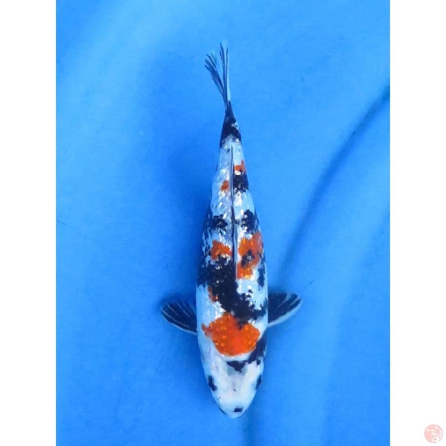 Kindai Showa - 20cm