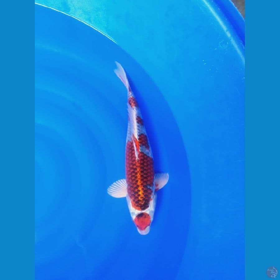 maruten kujaku 44cm F