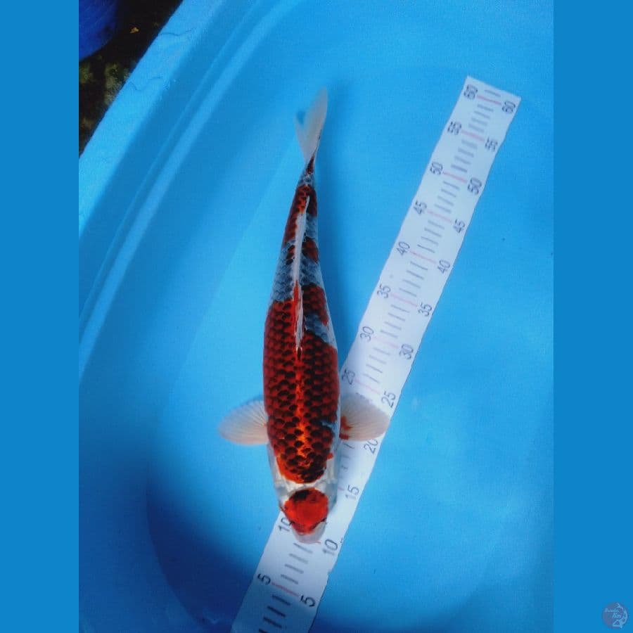 maruten kujaku 44cm F