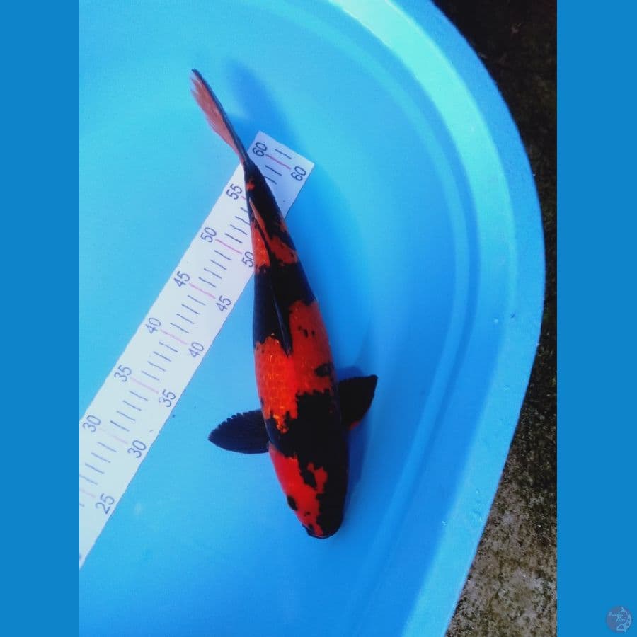 41cm male