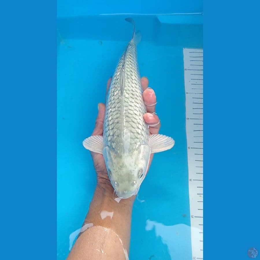 saragoi ginrin 32 cm