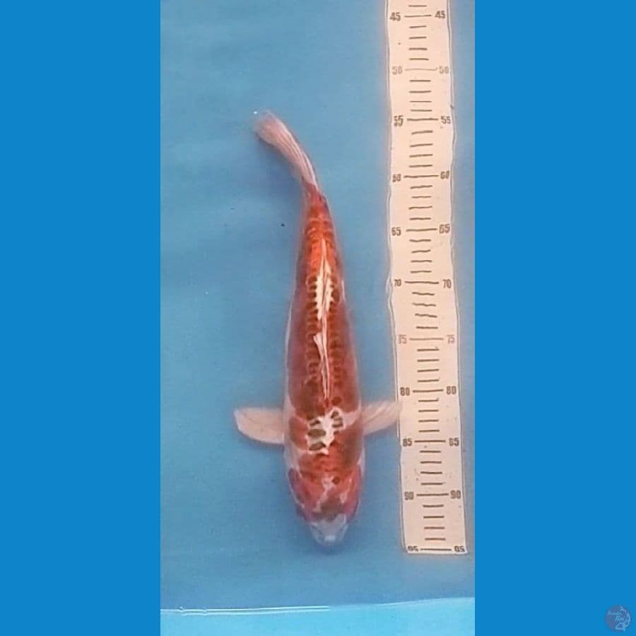 Beni Kikokuryu Original 42cm (F)