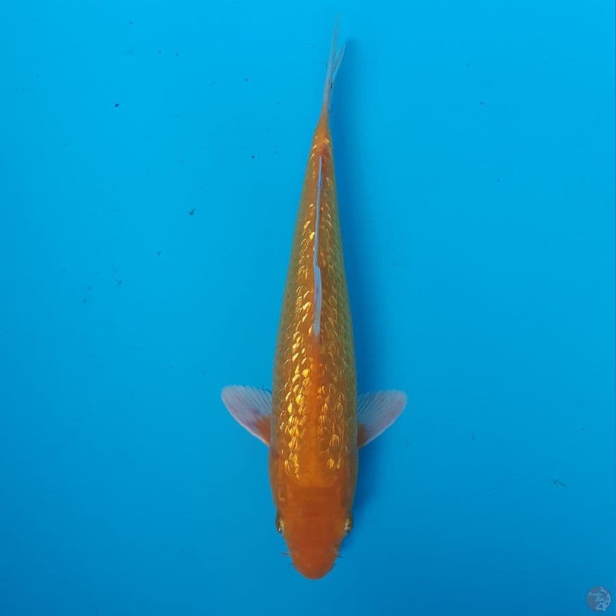 karasi ginrin