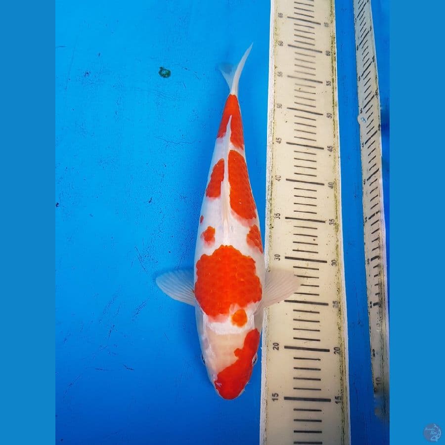 KOHAKU BAKAT JUMBO