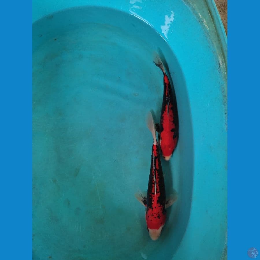 2 ekor 25-27 cm
