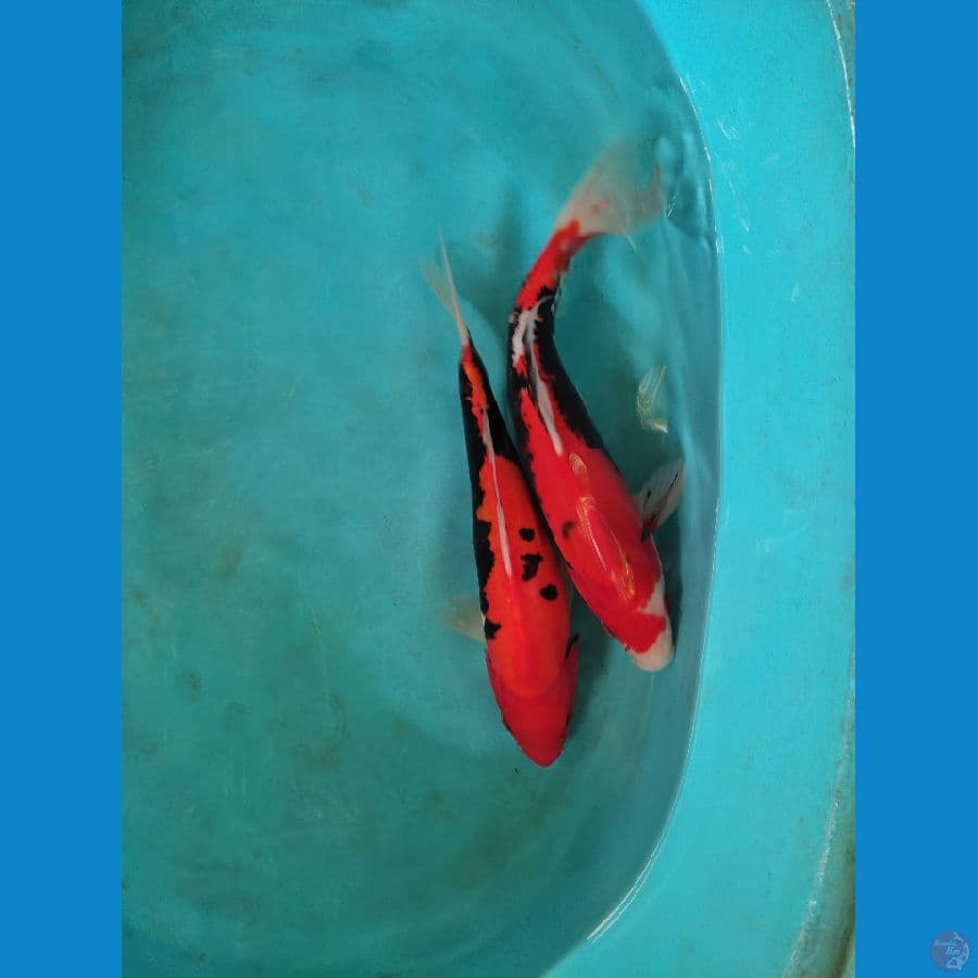 2 ekor 25-27 cm
