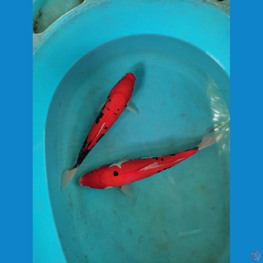 2 ekor 25-28 cm