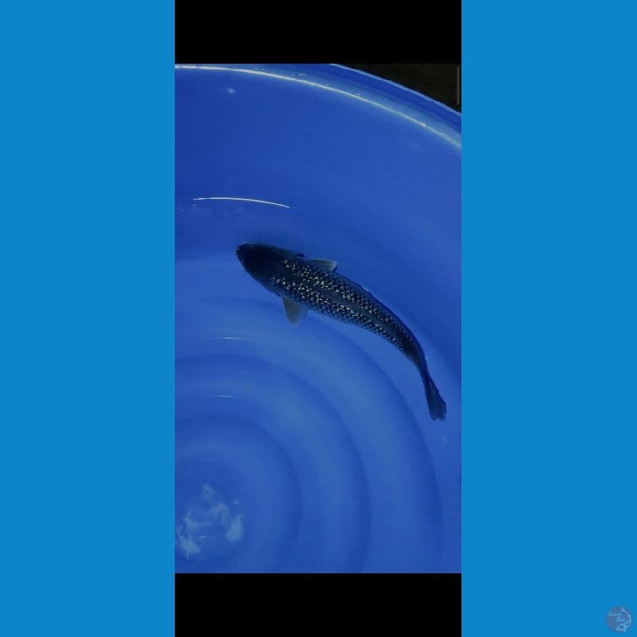 SORAGOI BLACK DIAMOND GINRIN 47 CM ARIAKA FARM
