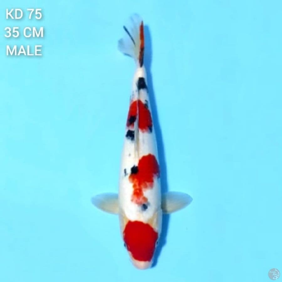 Maruten Red Sanke 35cm Male