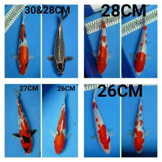 MIX KOI