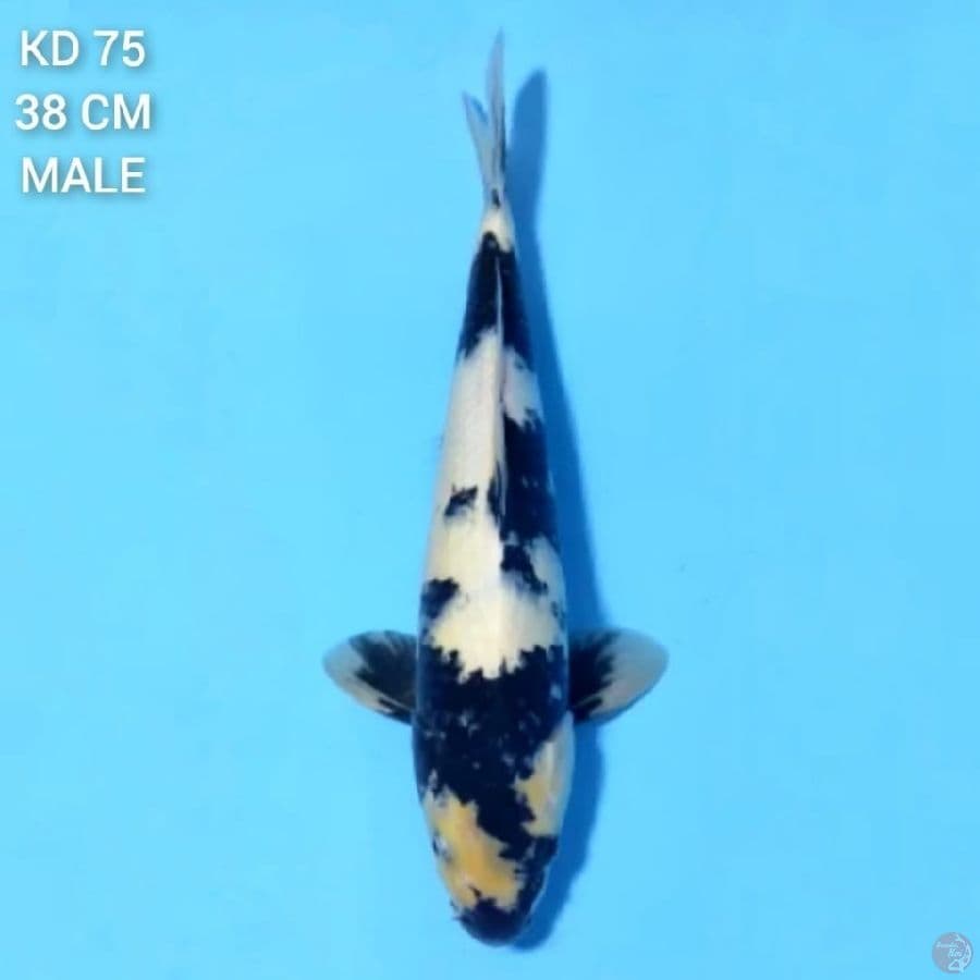 Shiro Utsuri Pola Petir 38cm Male