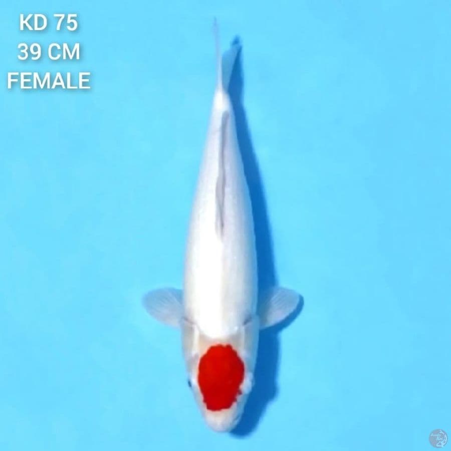 Tancho Kohaku Original 39cm Female