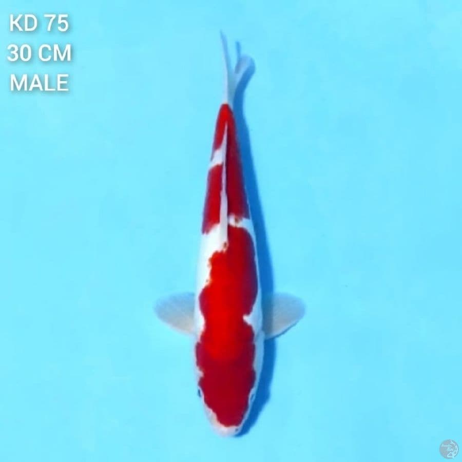 marah darah Doitsu Kohaku 30cm Male
