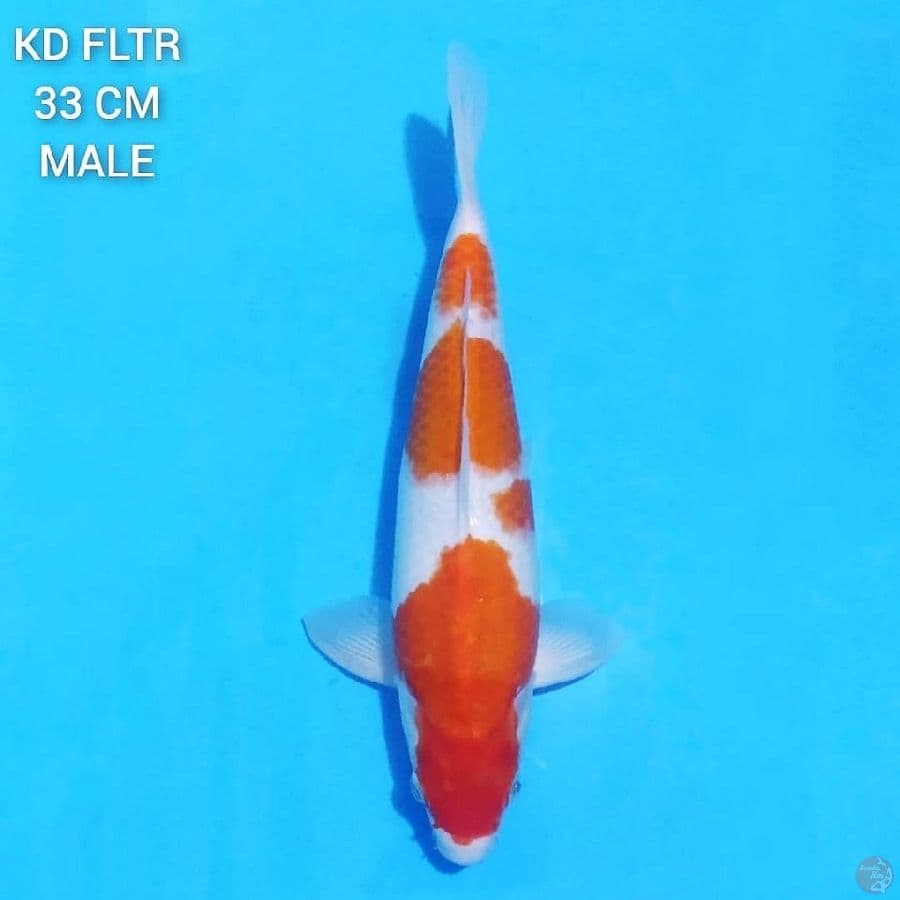 Kohaku Prospek Jumbo 33cm Male