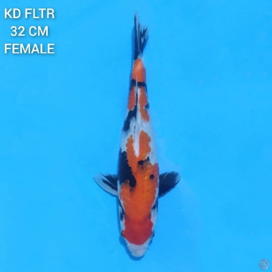 Showa Sanshoku 32cm Female