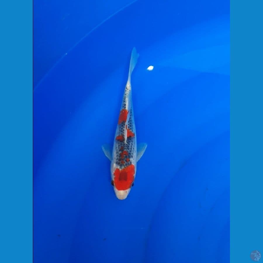 goshiki 19cm