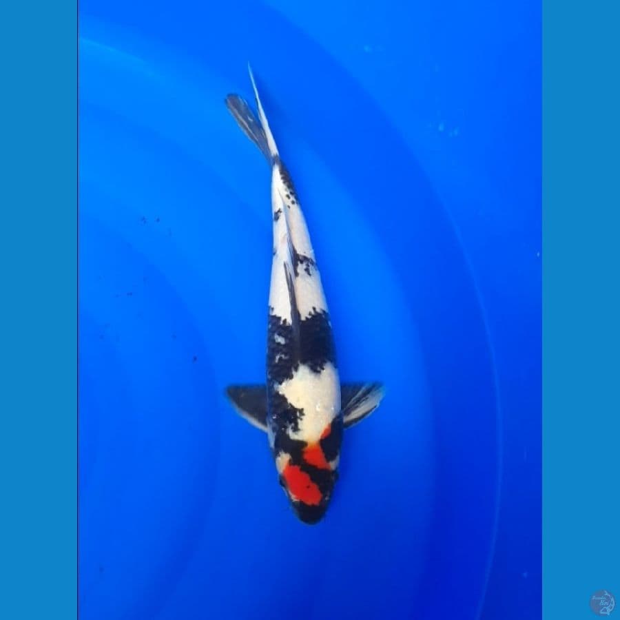 tancho showa 34cm