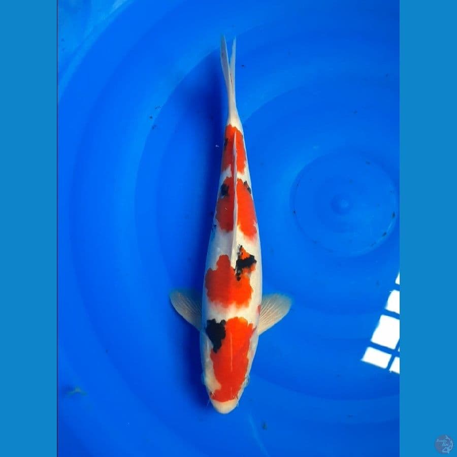 sanke 35cm