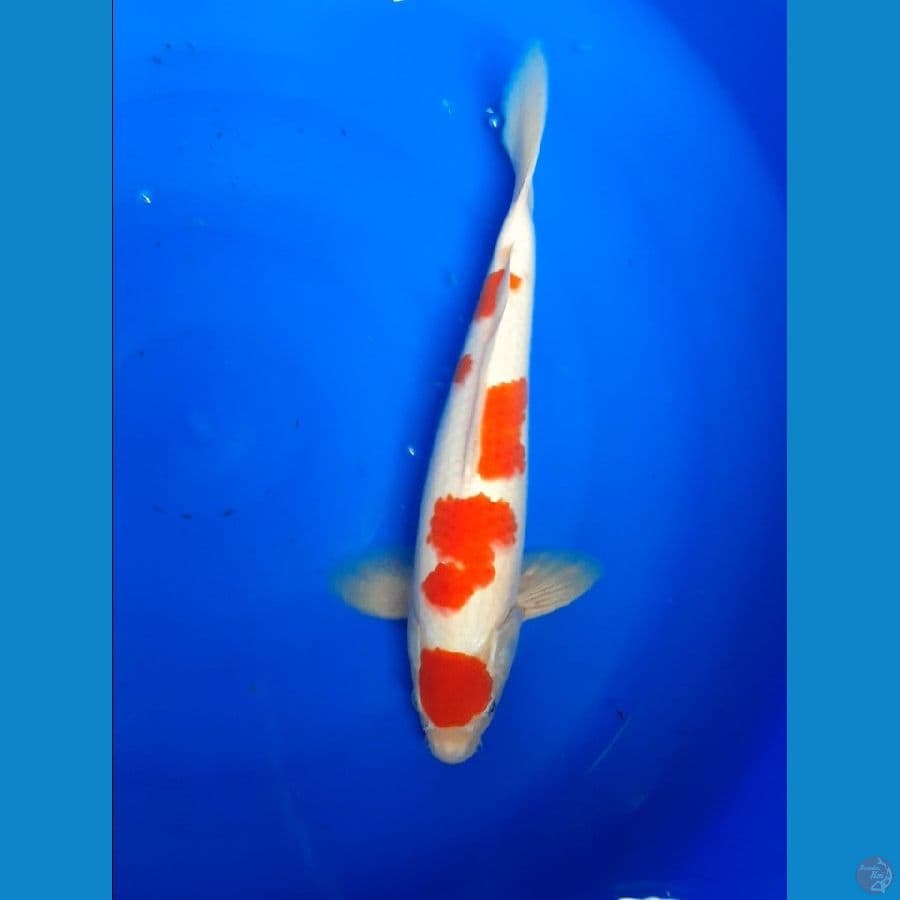 maruten kohaku 35cm