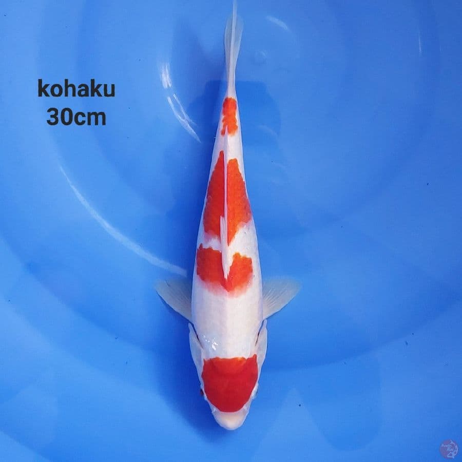 KOHAKU Yondan bahan keeping