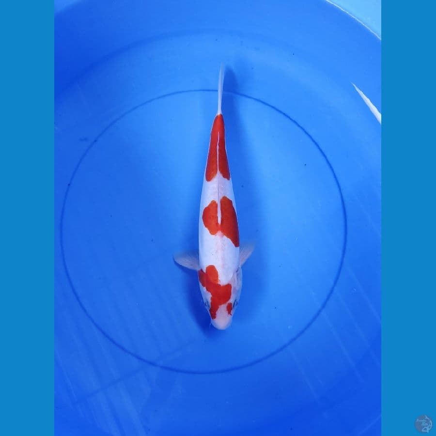 KOHAKU DOIT 31cm Male