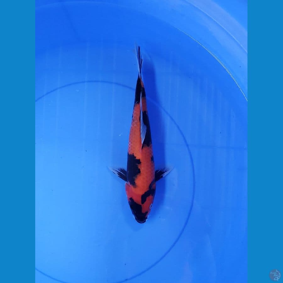HISHOWA 28cm Female