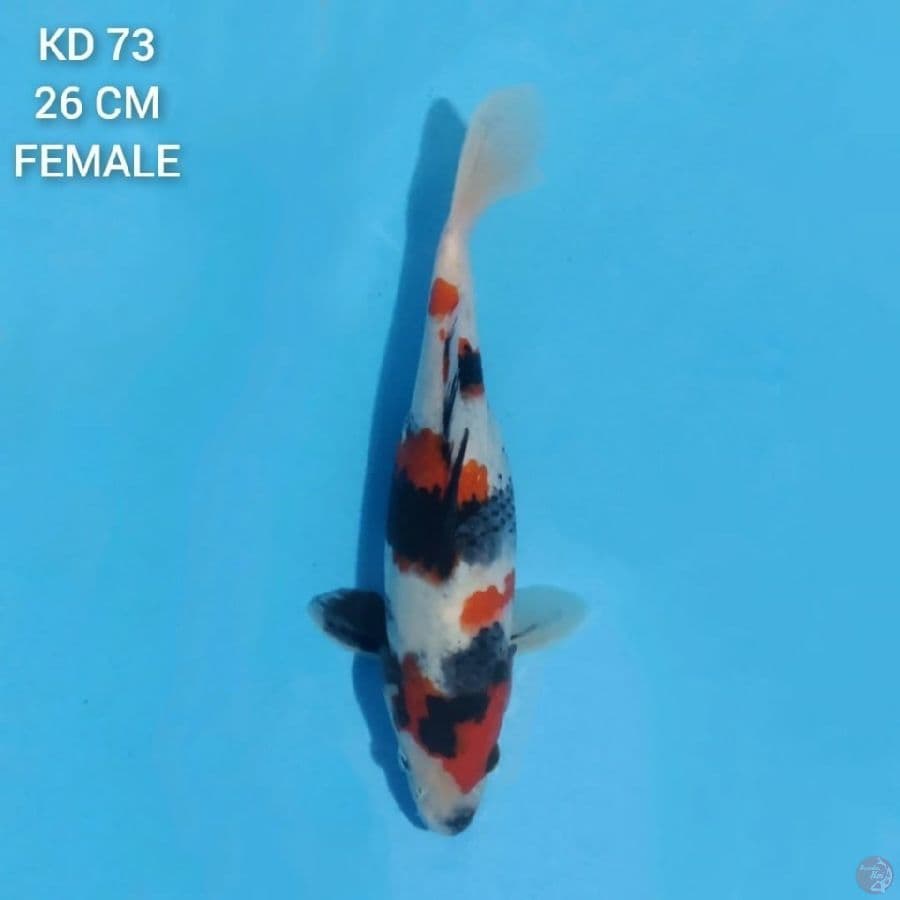 showa 26cm female