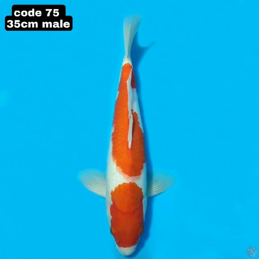kohaku beni tebal 35cm male