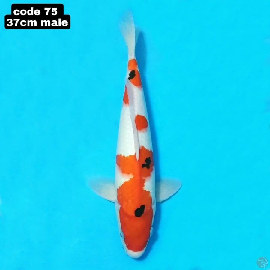 taiso sanke original F1 37cm male