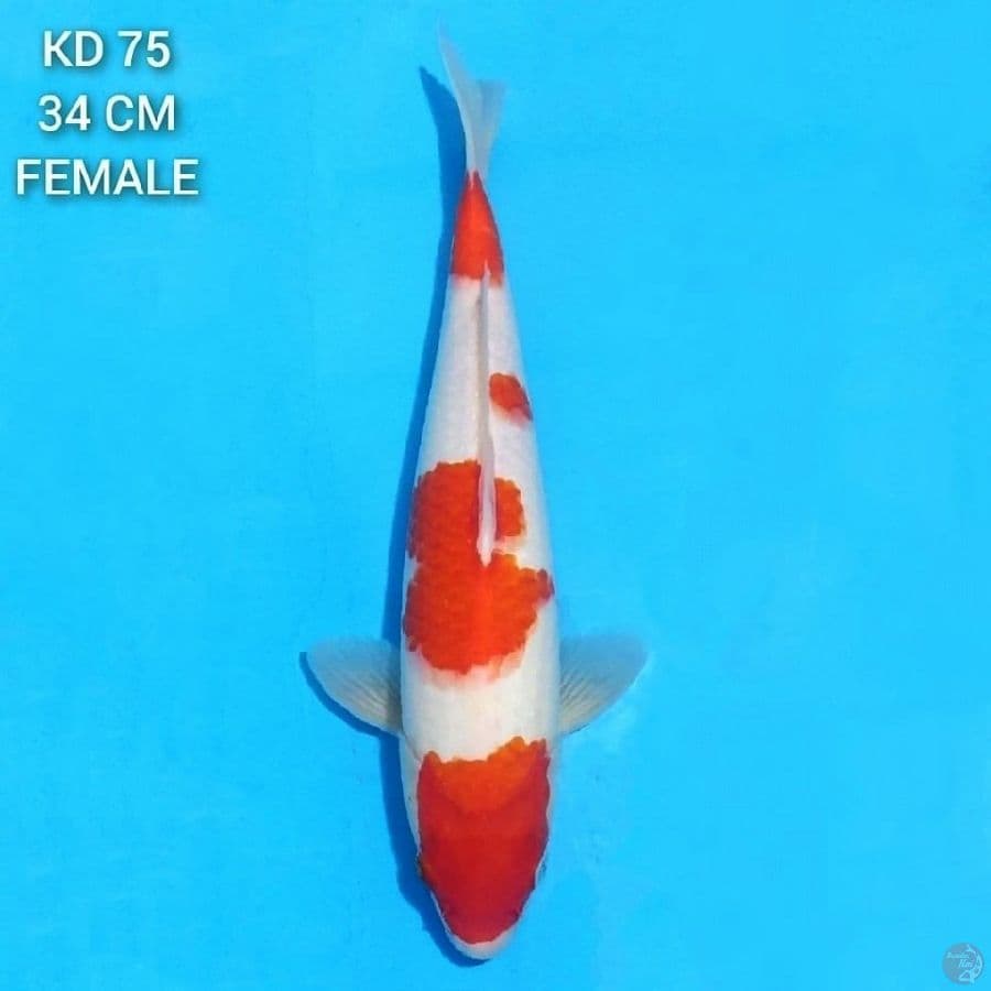 kohaku original F1 34cm female