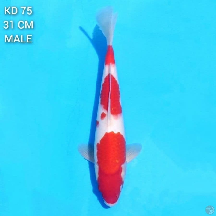 red strong kohaku 31cm male